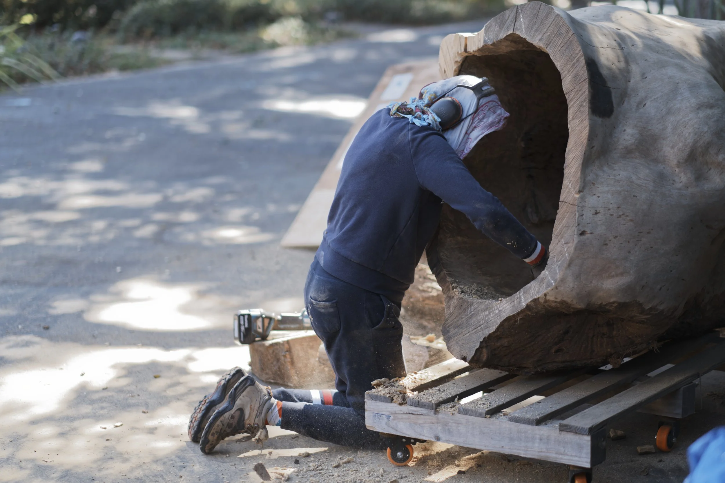The artist reaching deep into a hollowed trunk laid on a pallet, working its interior.